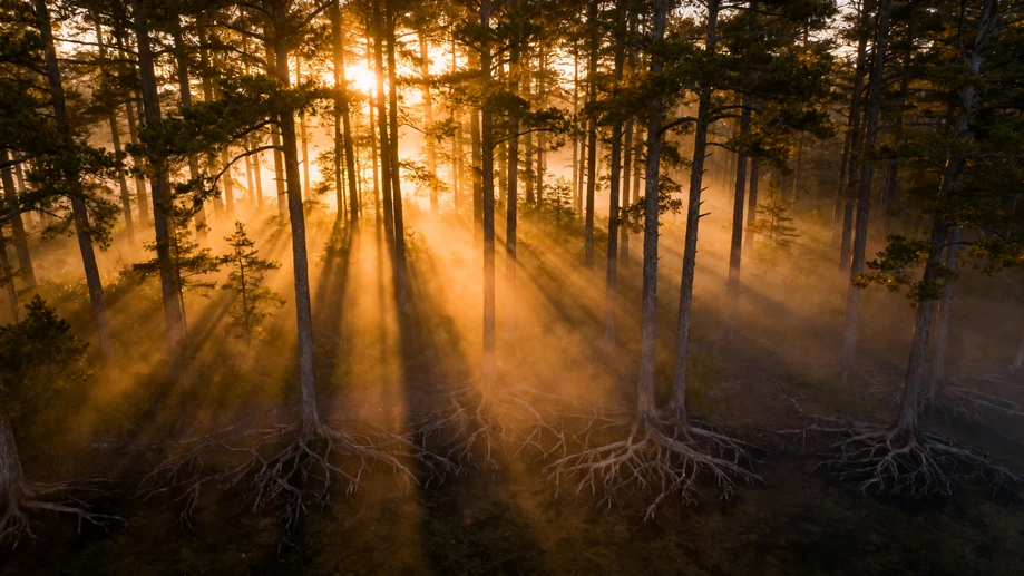 Do You Ever Wonder How Tree Whispers Shape Our Planet?